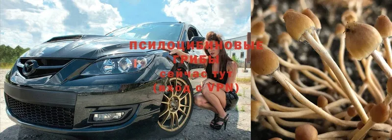 Псилоцибиновые грибы Psilocybe  Карасук 